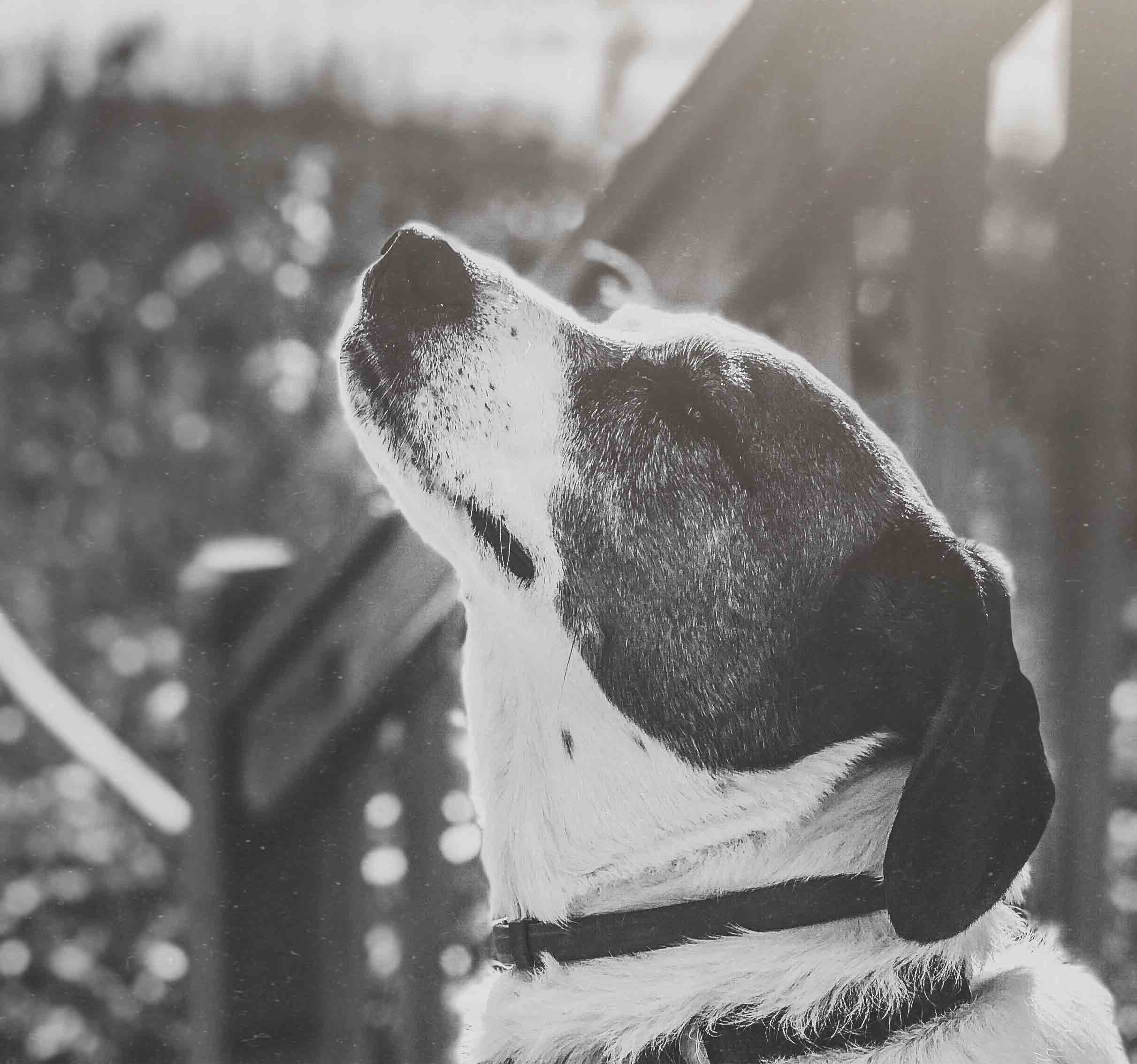 Dogs Know Those Who Dig Graves