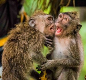 Siblings are Enemies: 3 Family Stories 1