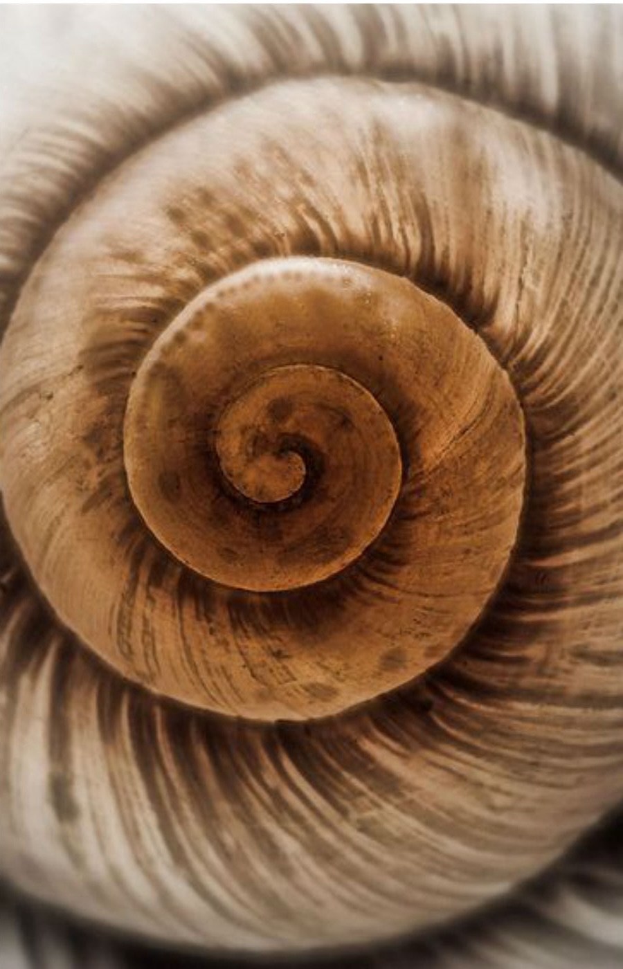 The Mark on the Wall Eng