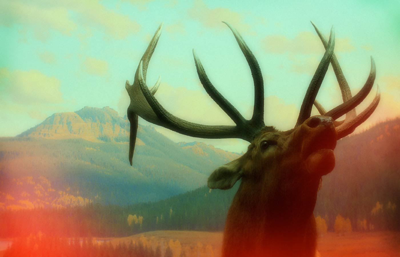 חלום על אַיִל