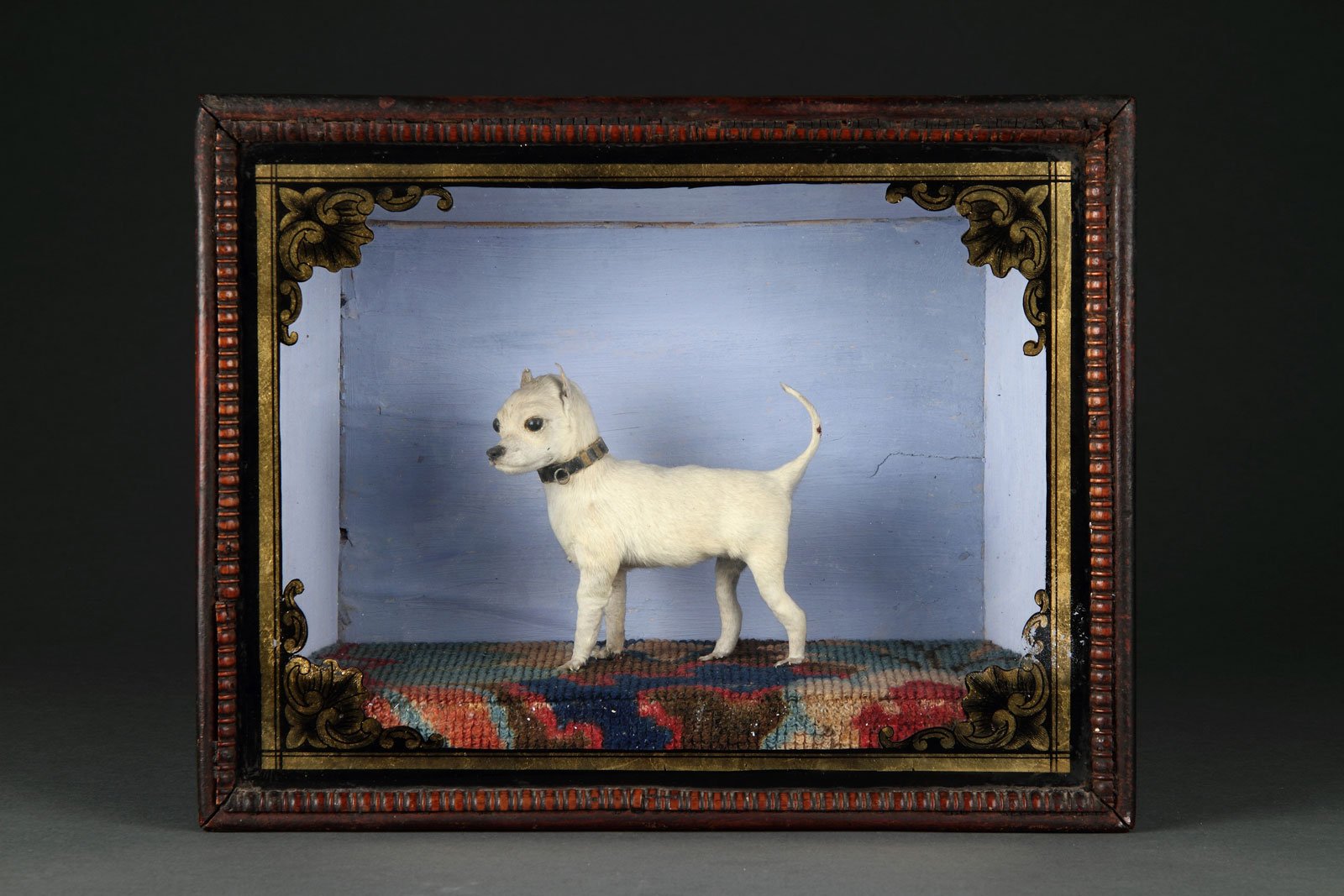 rare victorian cased taxidermy specimen of an extraordinary freak miniature dog