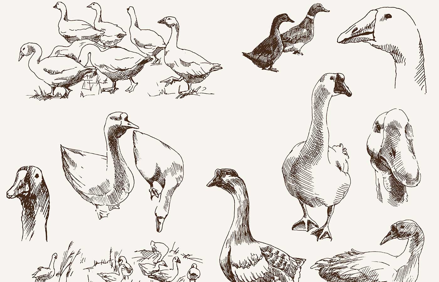 נוכח האווזים