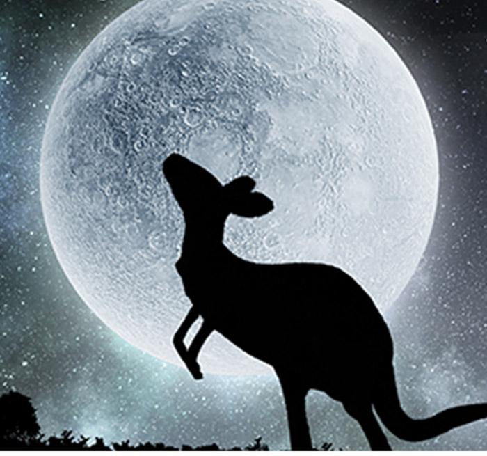 The Death of a Kangaroo