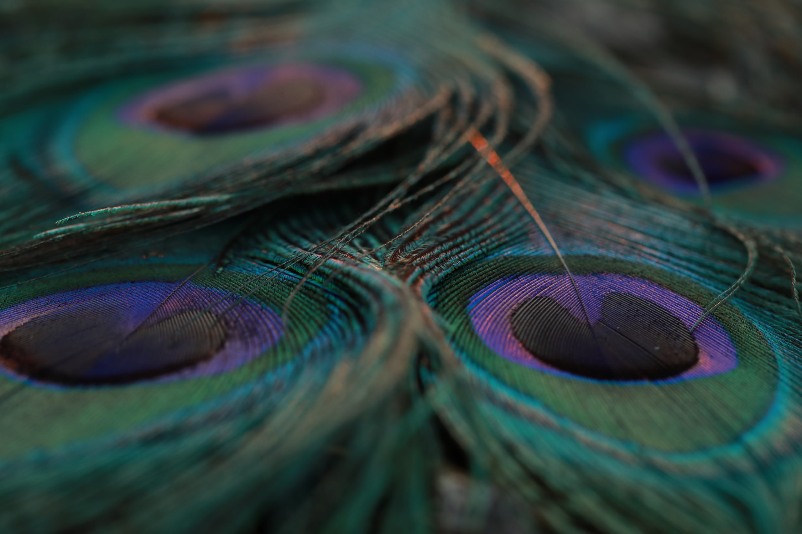 shutterstock 1925403122 scaled