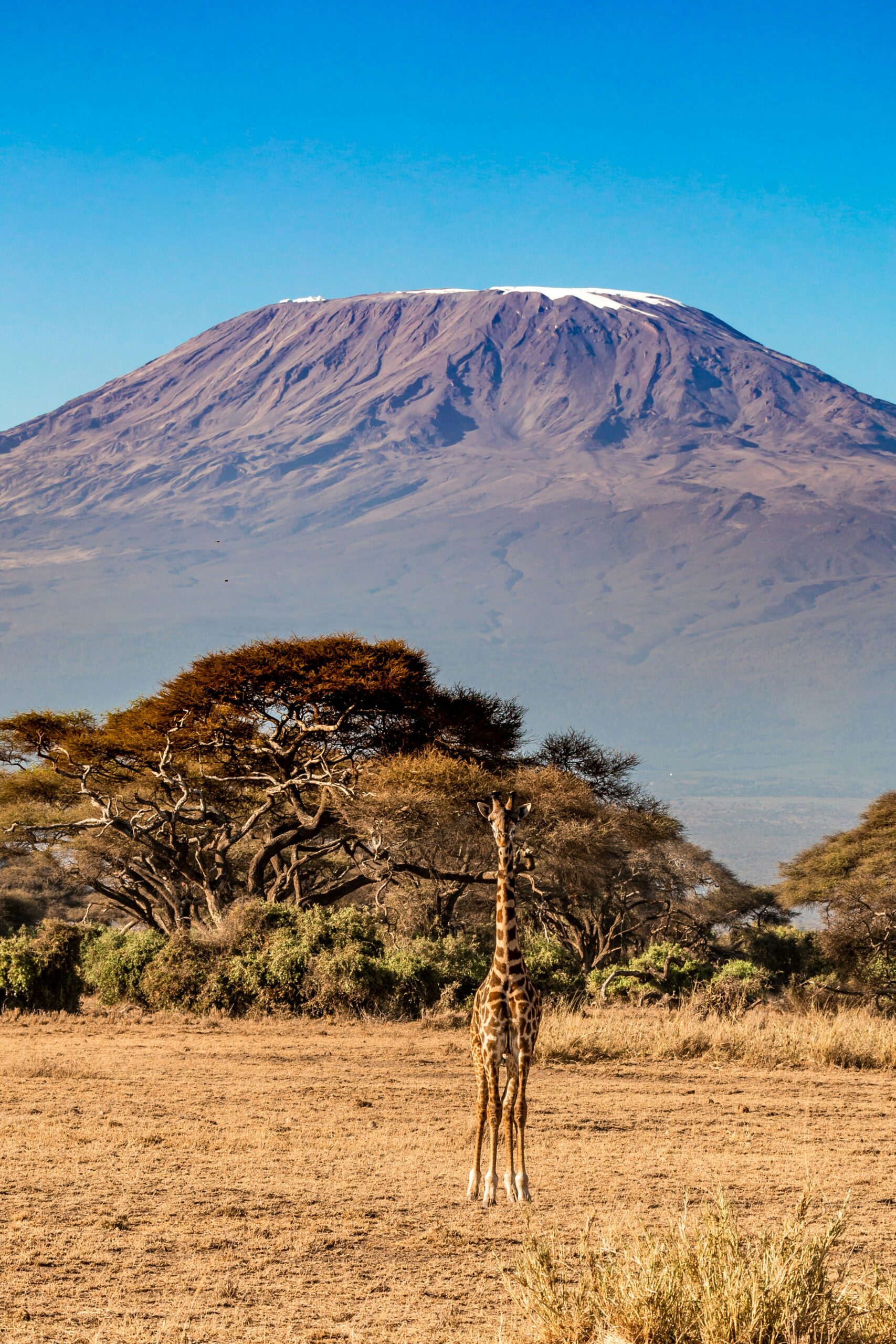 The Snows of Kilimanjaro